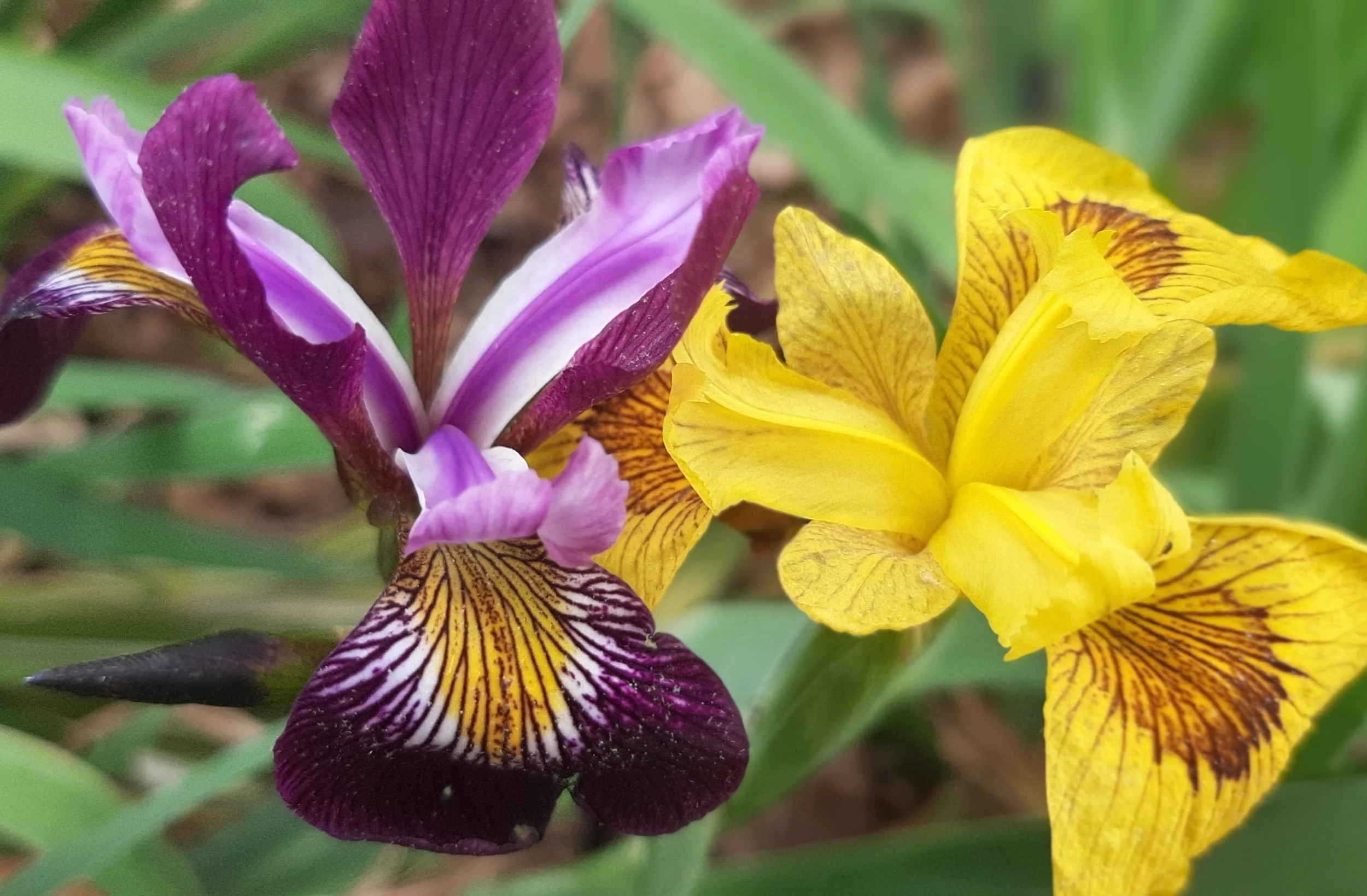 It is Iris Season!