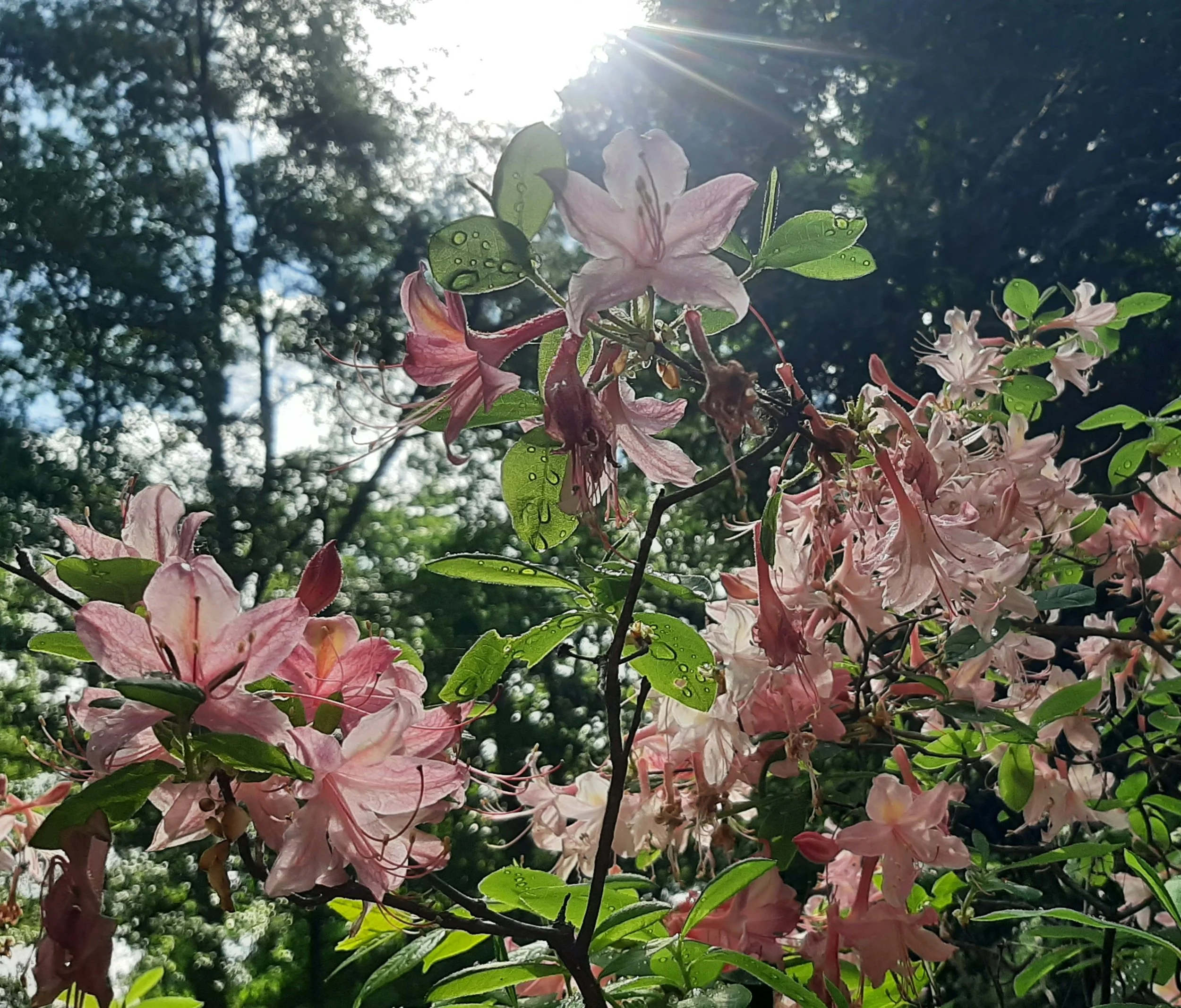 Awe Walks at Hatcher Garden  - May