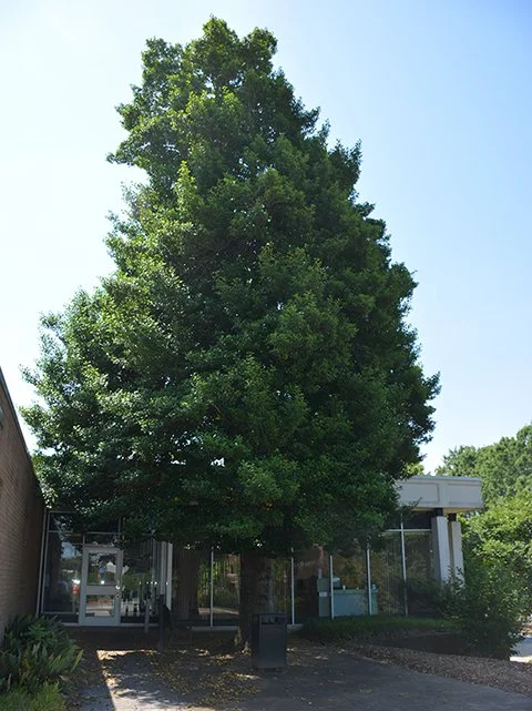 Noble Tree Contest — Hatcher Garden