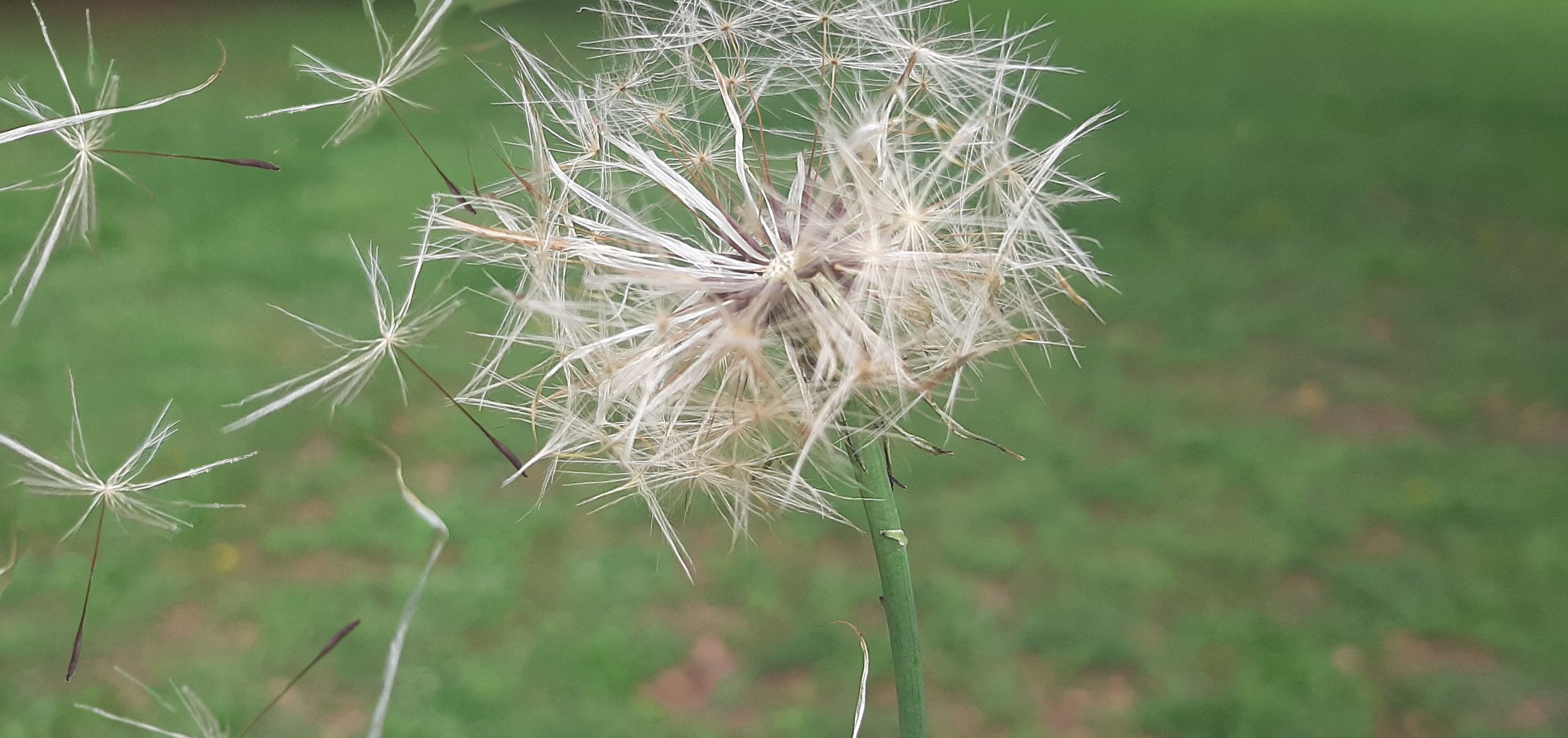 dandelion.jpg