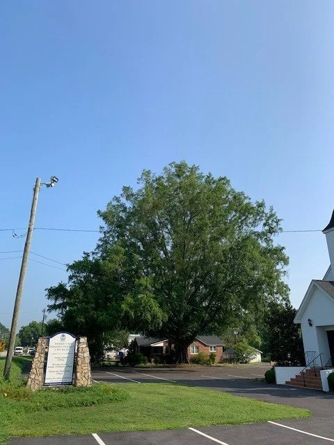 Noble Tree Contest — Hatcher Garden