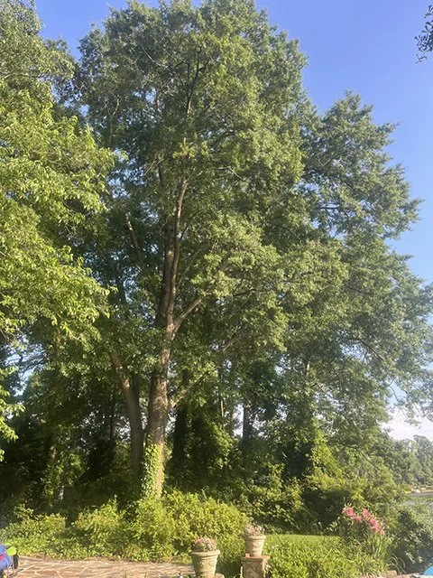 Noble Tree Contest — Hatcher Garden