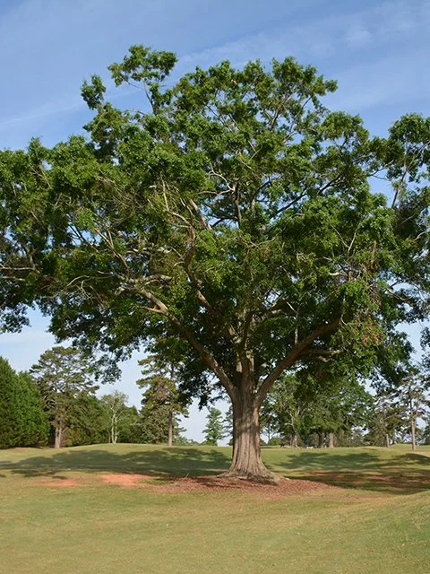 Noble Tree Contest — Hatcher Garden