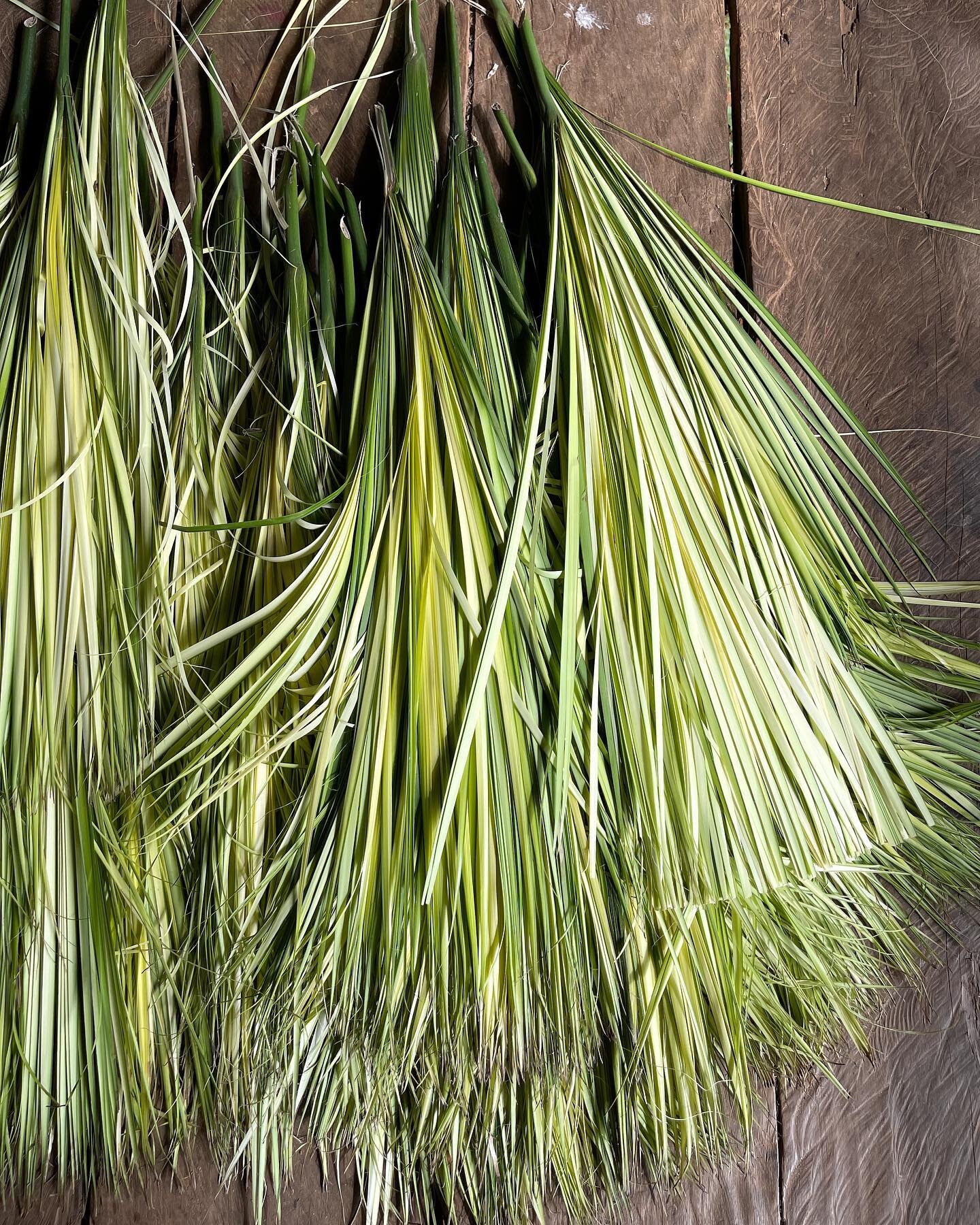 N a h u a l a ~ the bones of the basket⠀
⠀
Toquilla Palm or Nahuela as I know this plant here in Panam&aacute; as it is through weaving with the Ember&aacute; people I have come to know her with deeper intimacy. These are the young fronds harvested w