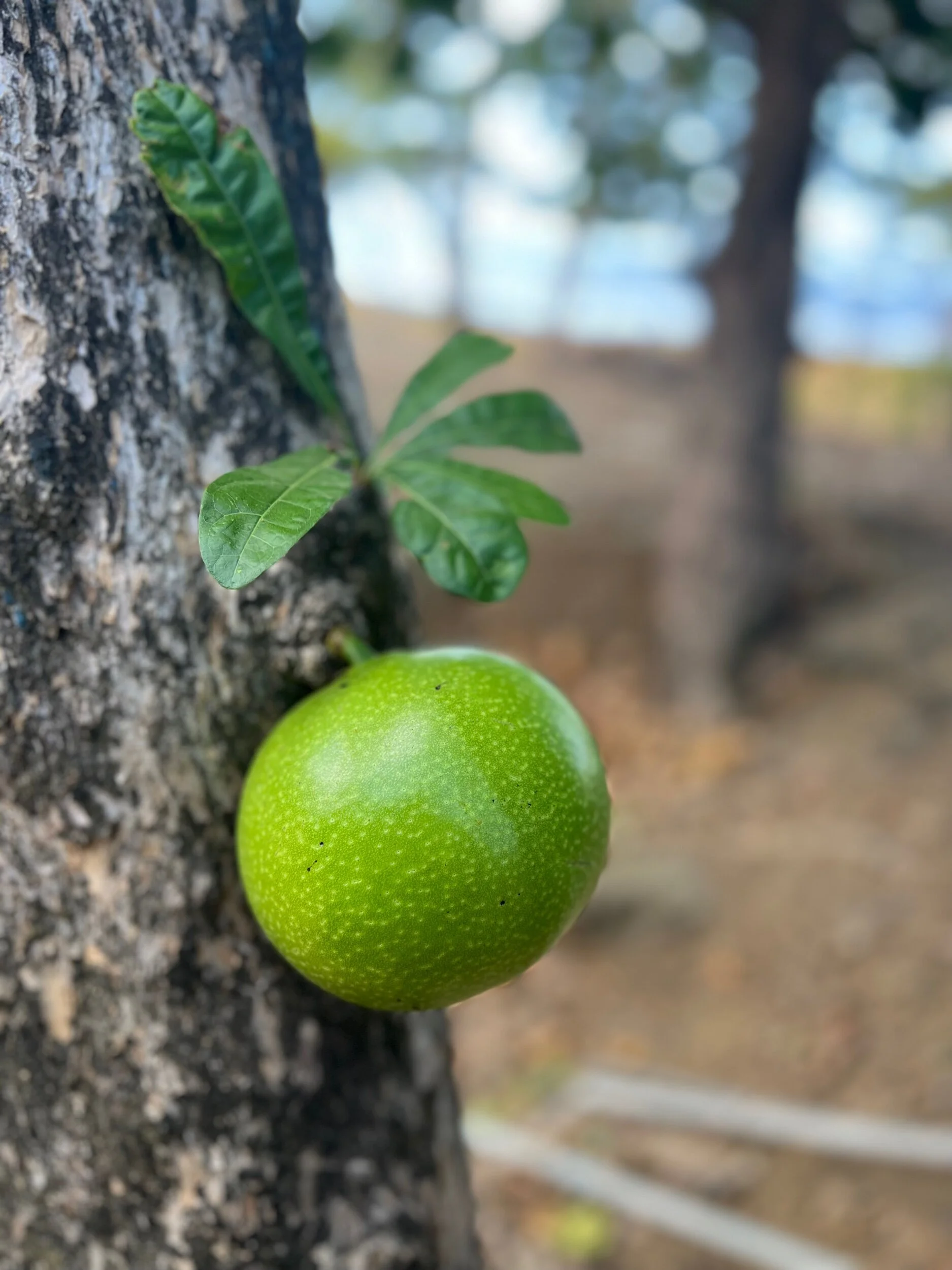 83625473-5568-49F4-8886-1F33D9FCA8F3