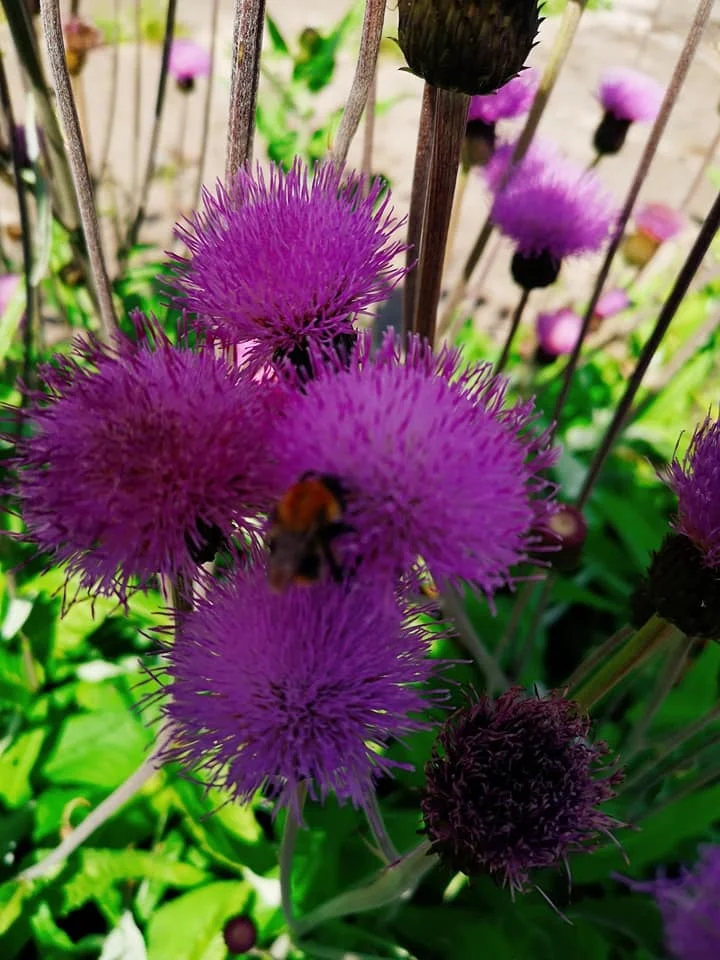 thistles 2.jpg