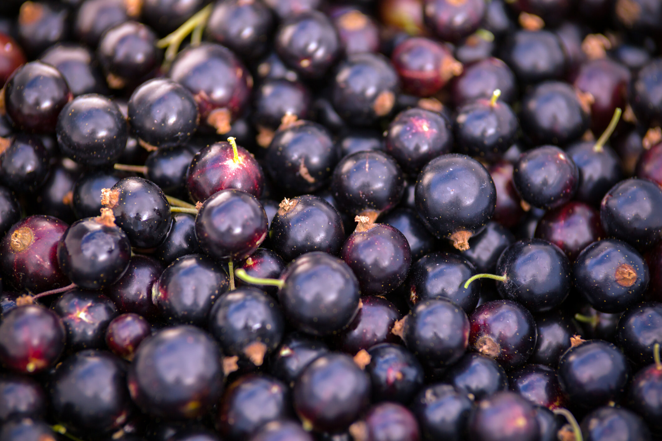 BLACKCURRANTS