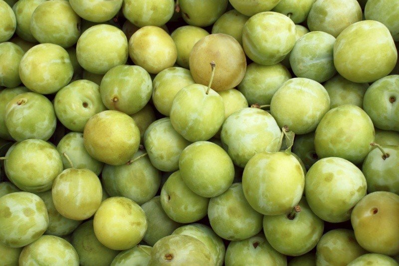 GREENGAGES