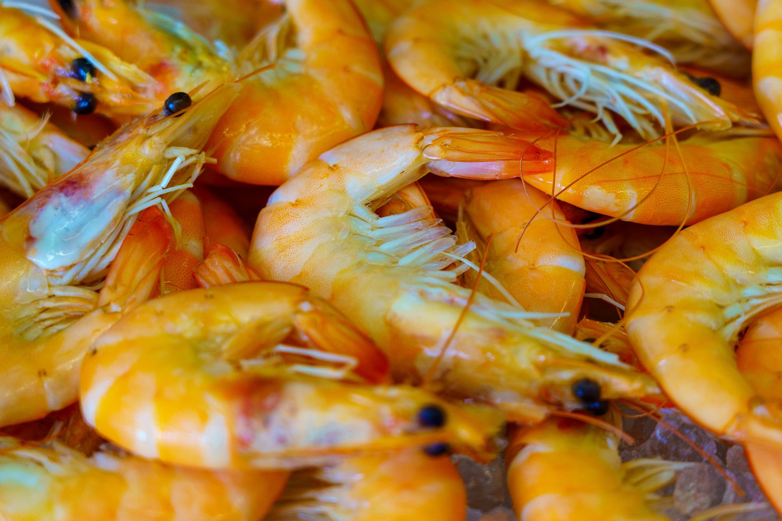 PRAWNS