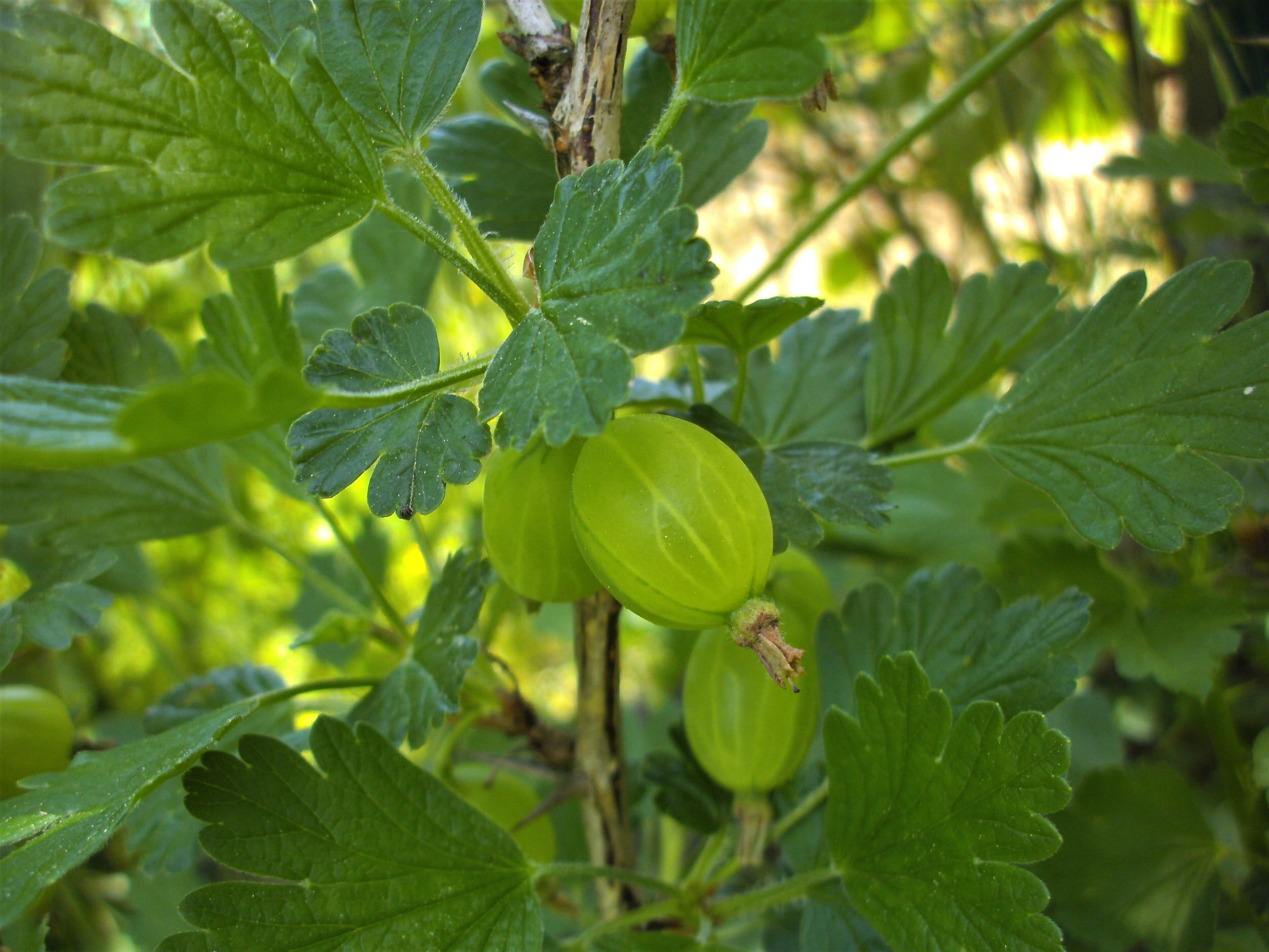 GOOSEBERRIES