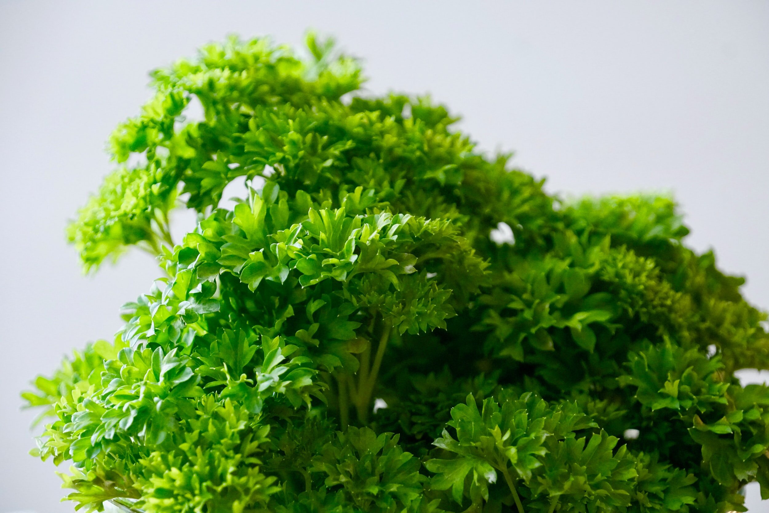 PARSLEY CURLY