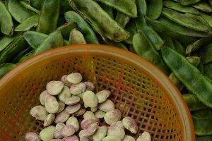 BROAD BEANS