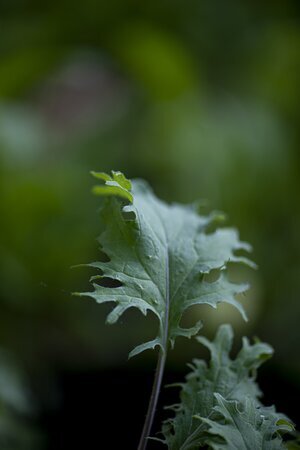 ROCKET LETTUCE