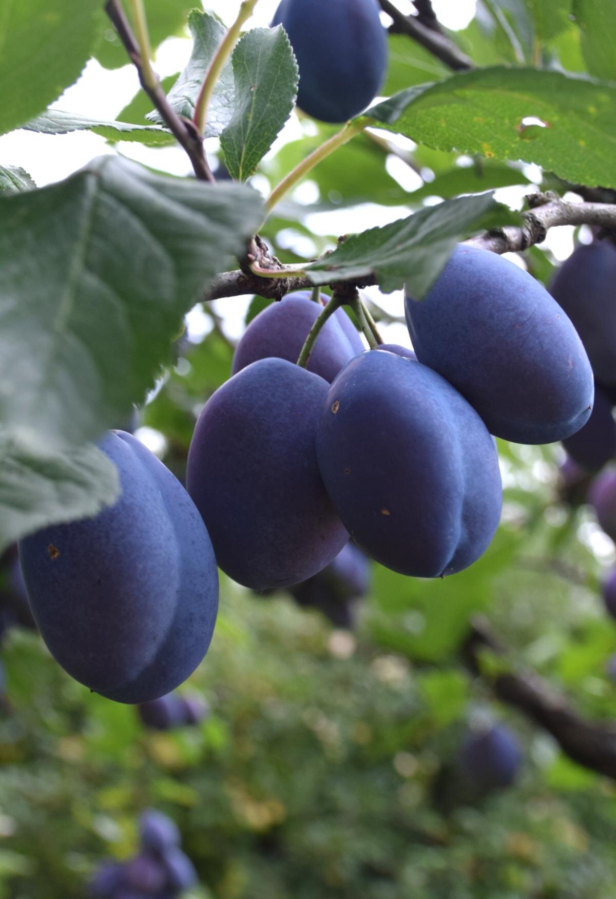 DAMSONS