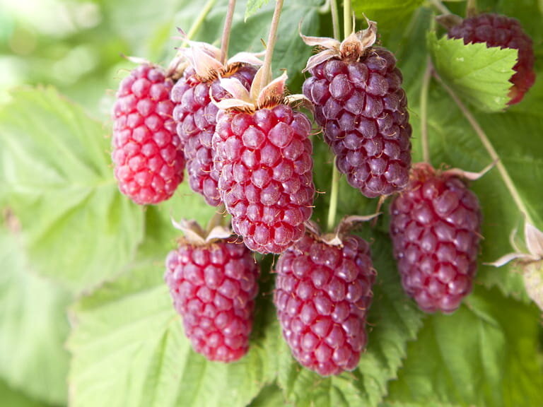 LOGANBERRIES