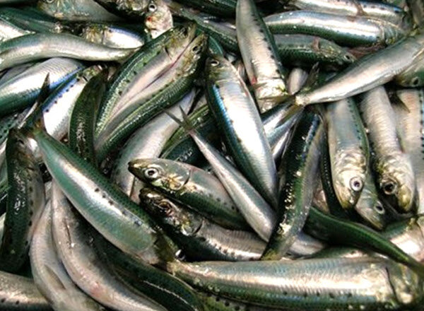 PILCHARDS