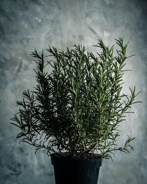 ROSEMARY