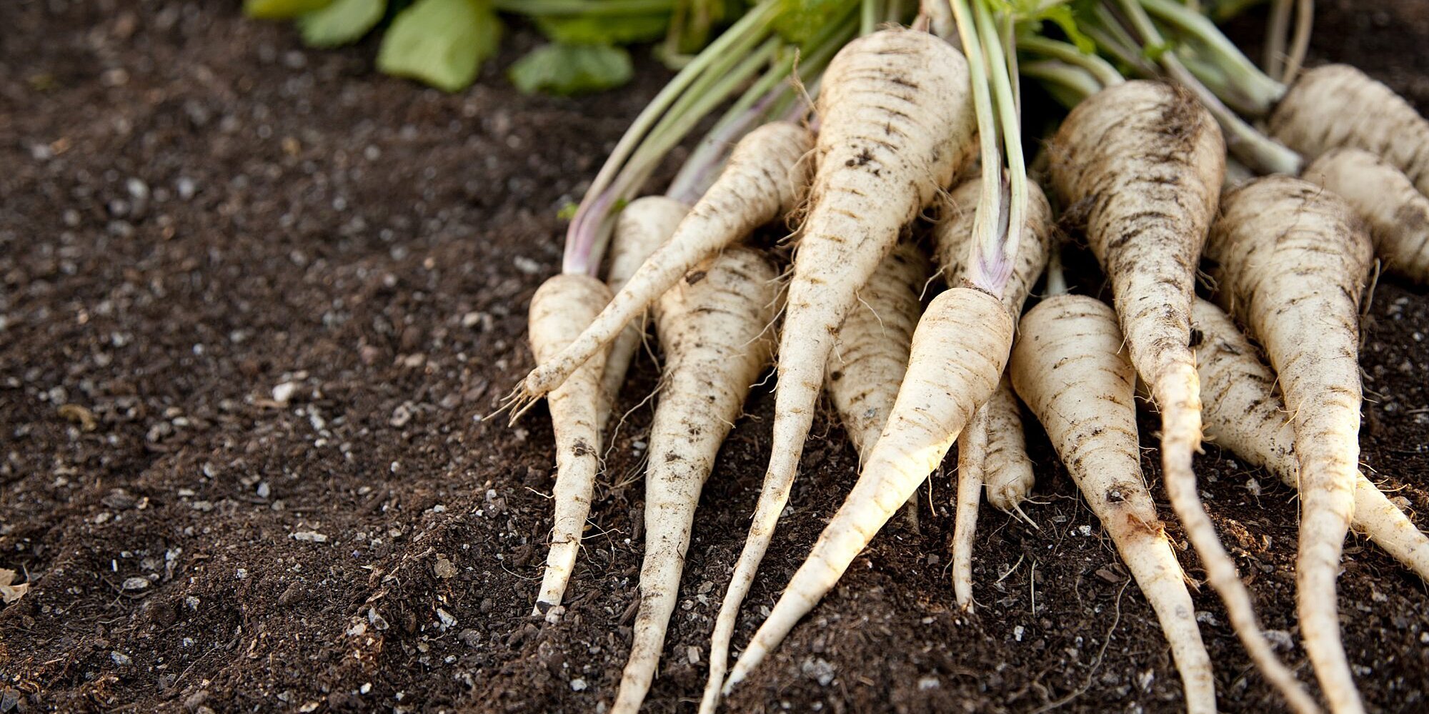 PARSNIPS