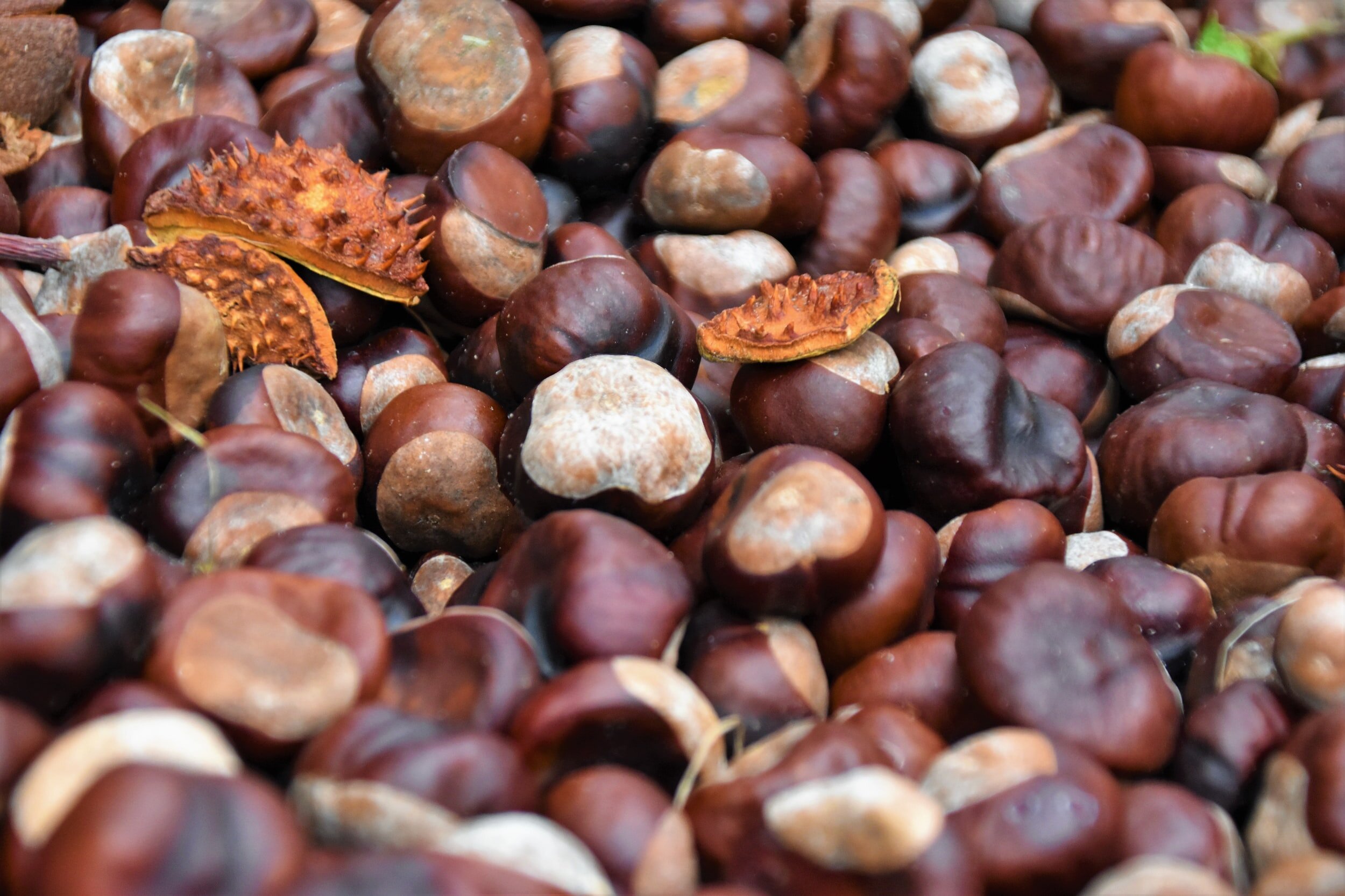 CHESTNUTS