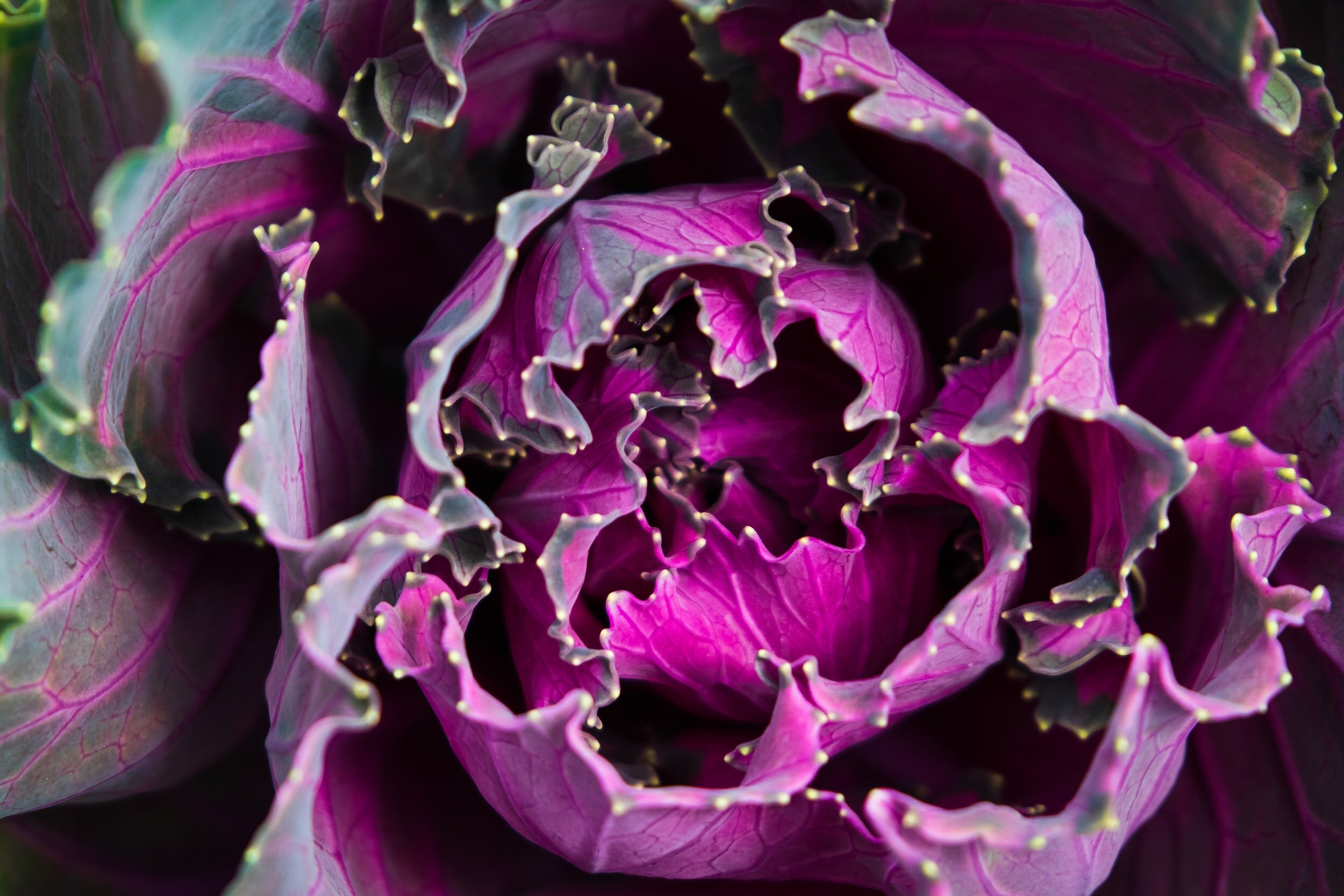 Red Cabbage