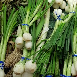 Spring Onions