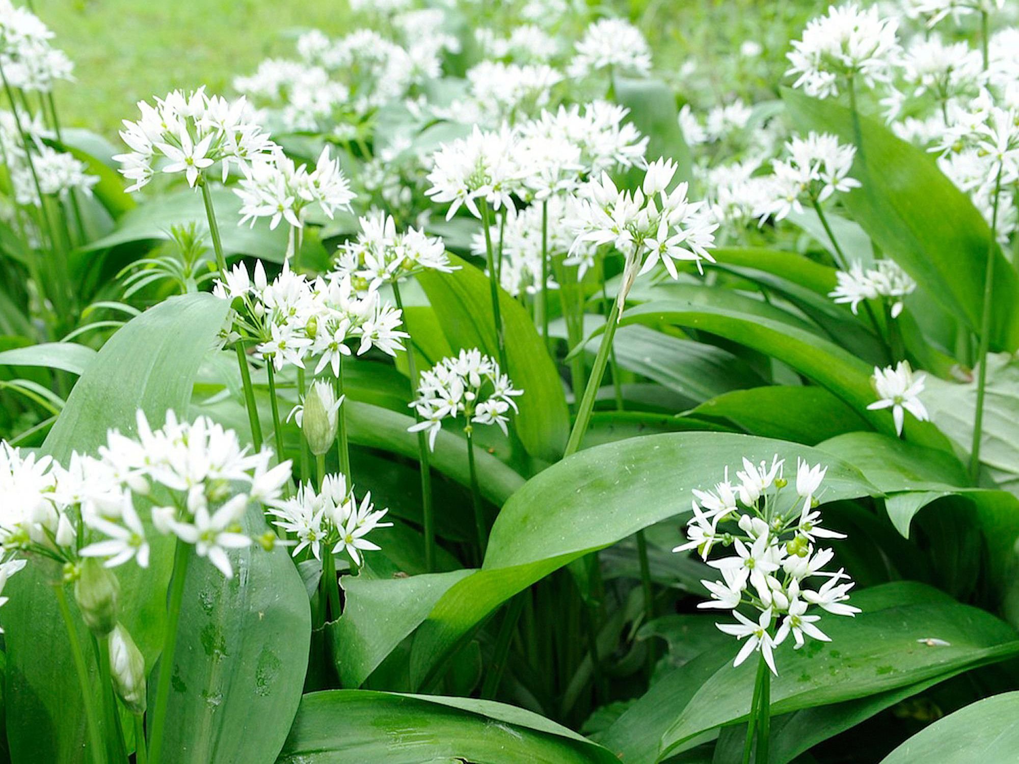 Wild Garlic