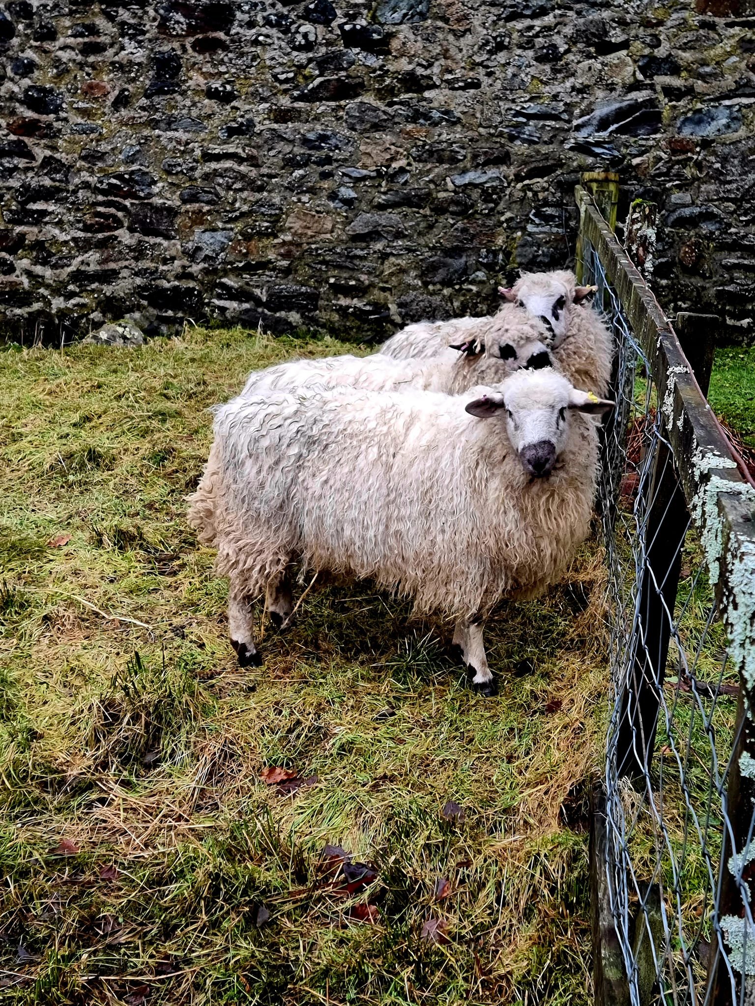 Straloch walled garden sheep 3.jpg