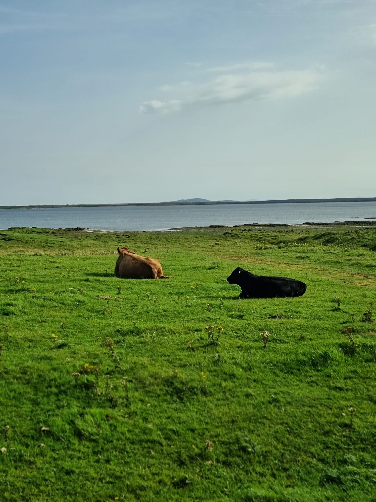 long island coos.jpg