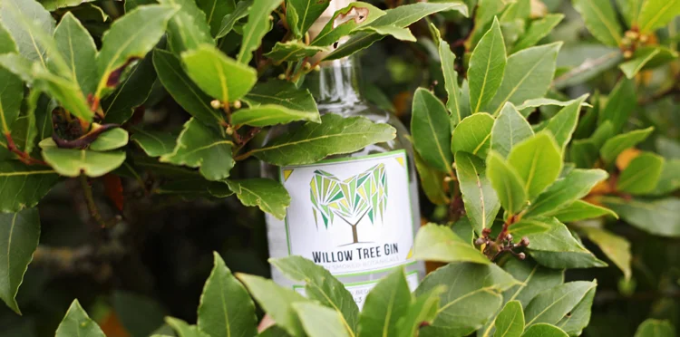 Willow Tree Events - August Update