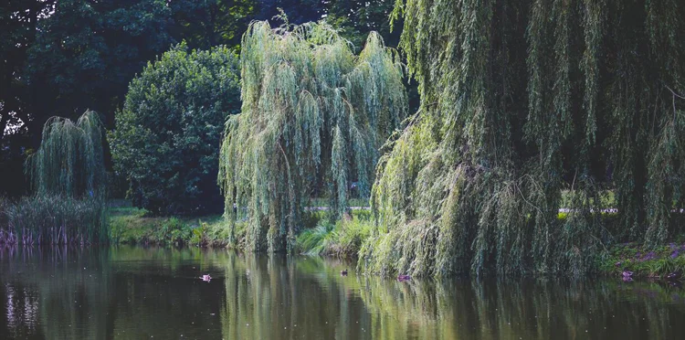 Willow Tree Events - October 2017