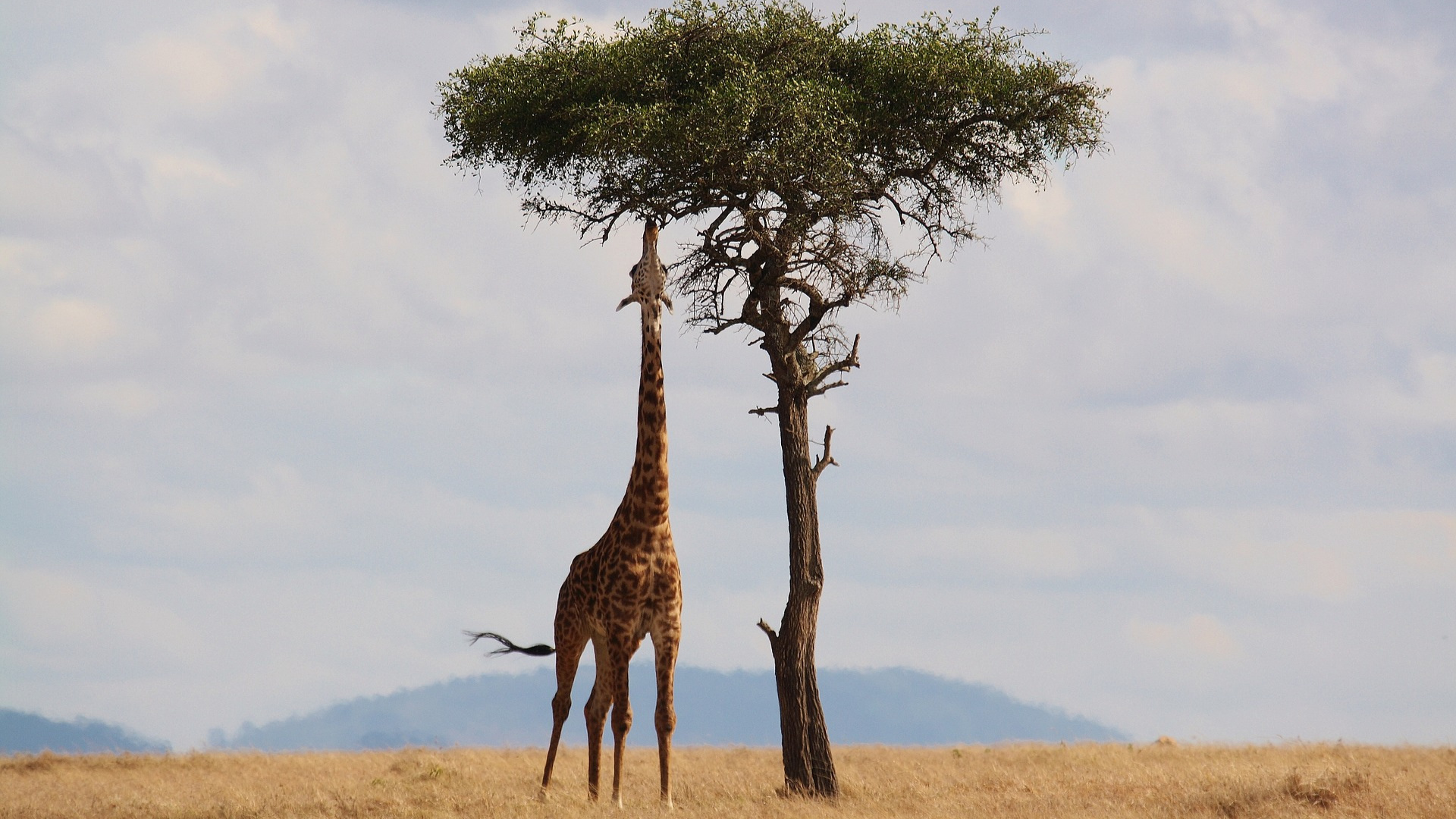 16-day Kenya &amp; Tanzania: The Safari Experience