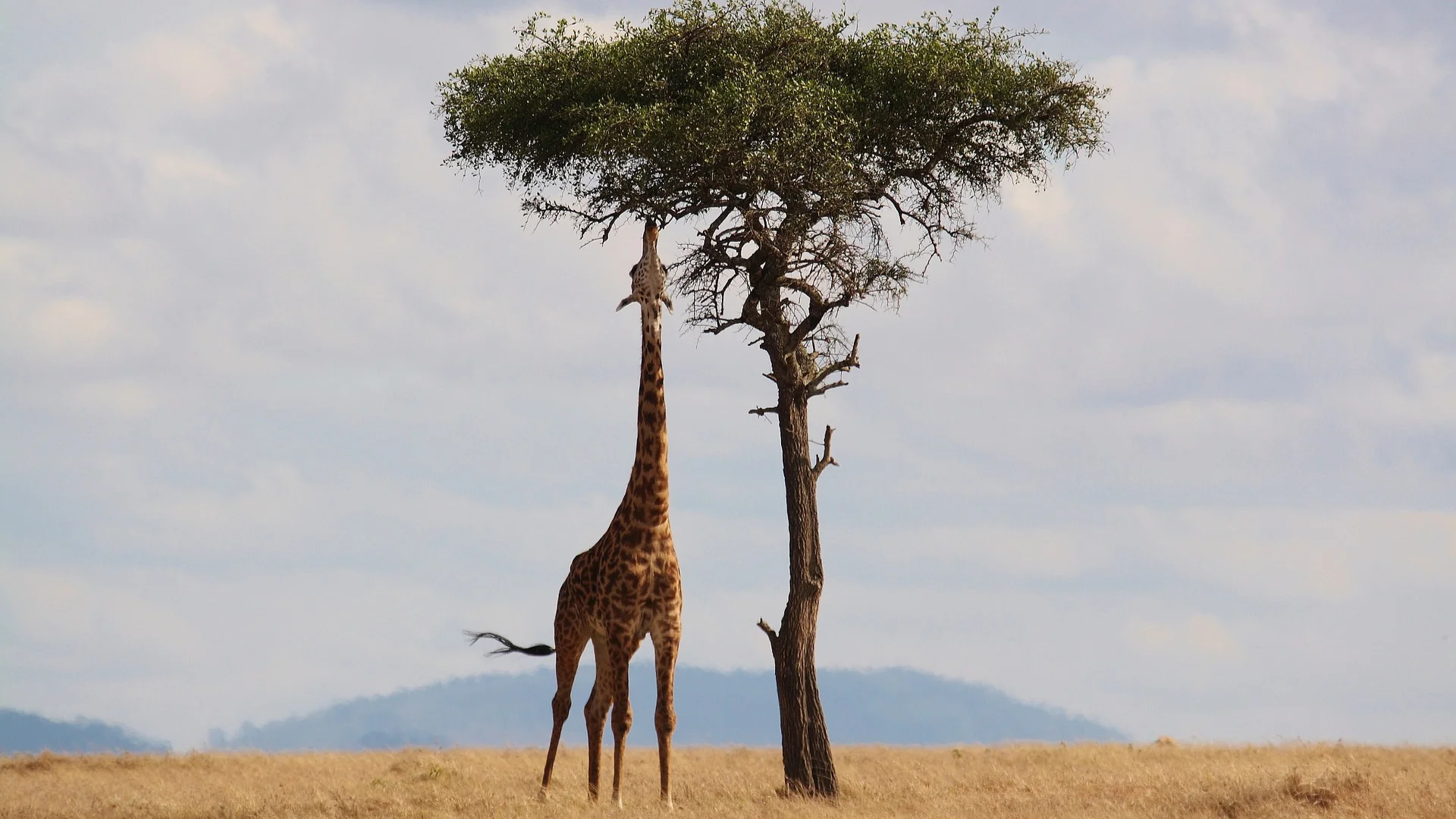16-day Kenya & Tanzania: The Safari Experience
