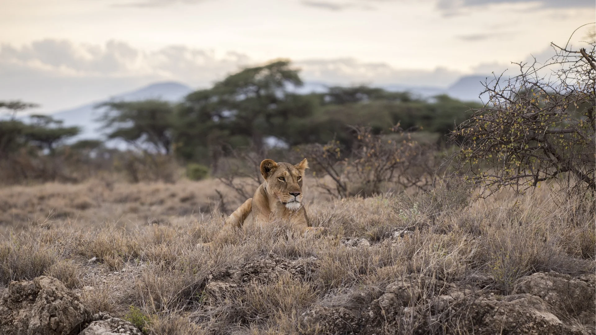 Serengeti National Park.jpg