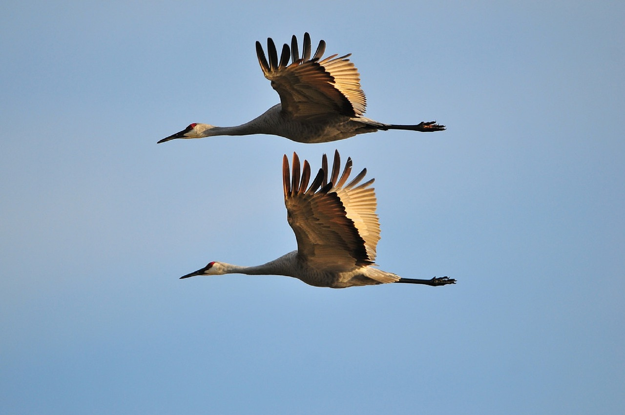 7 Day Wings Over Wilcox & Tucson Adventure