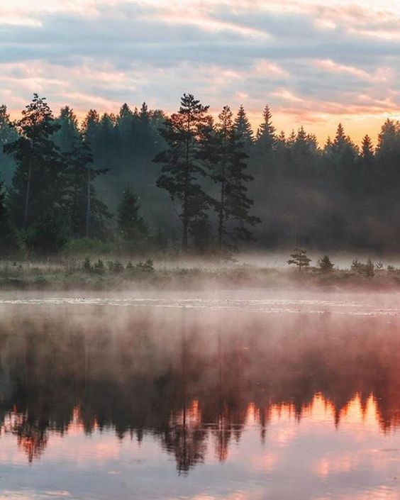 Sustainability article. Image of Swedish forest scene