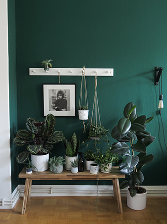 Plant paradise: Laura’s beautiful plant corner!