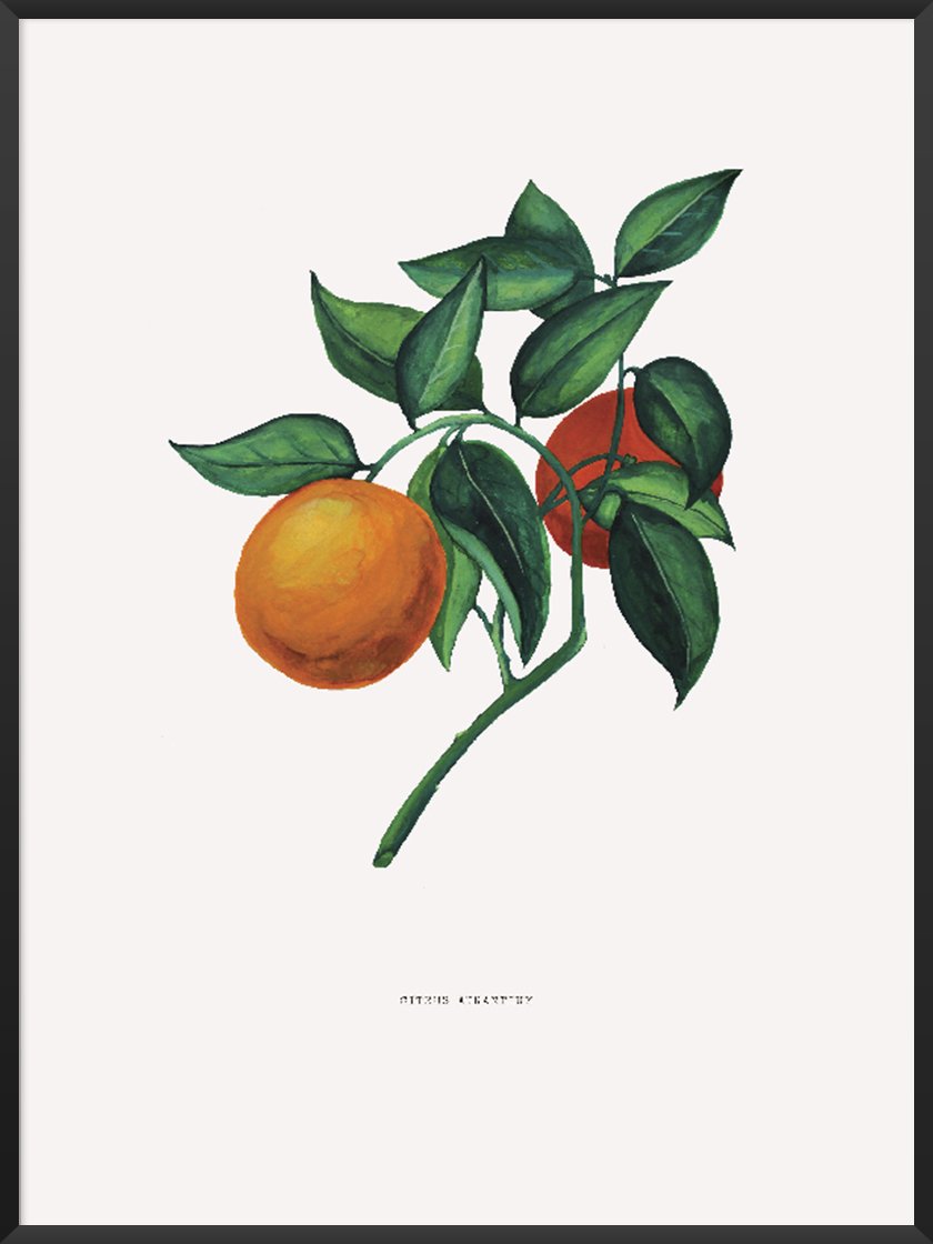 Style a poster. Image of Citrus aurantium poster.jpg