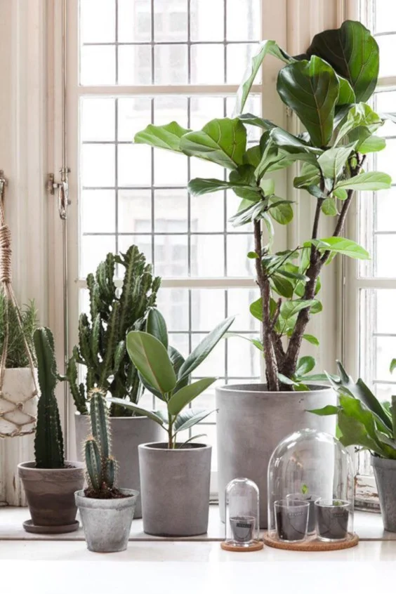 scandi-plants.jpeg