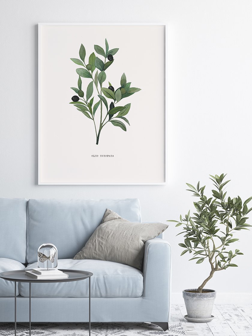 How to make a poster article. Image of Olea Europaea poster on a wall