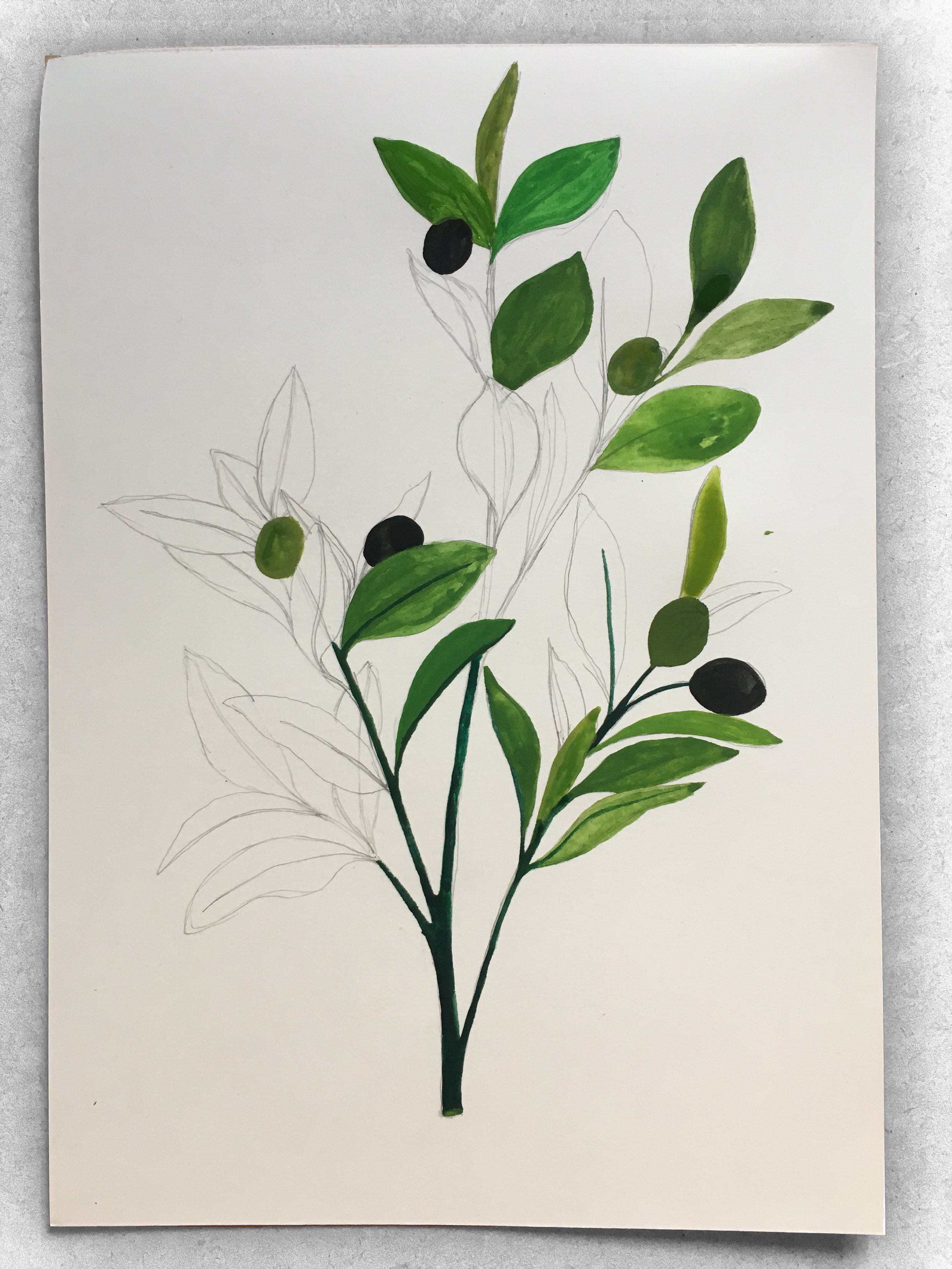 How to make a poster article. Image of Olea Europaea poster drawing with paint filling in
