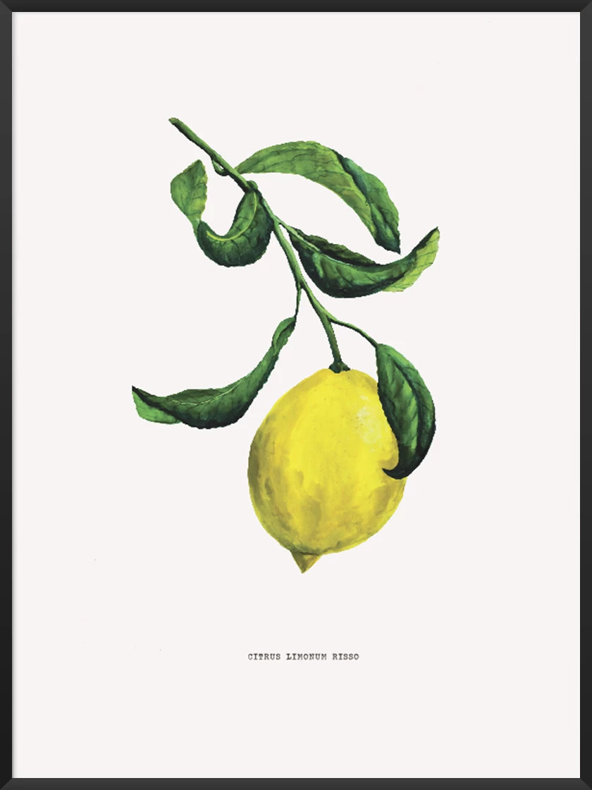 How to make a poster article. Image of lemon botanical poster