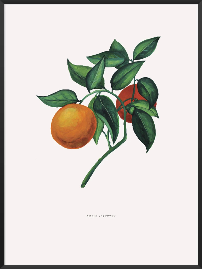 How to make a poster article. Image of orange botanical poster