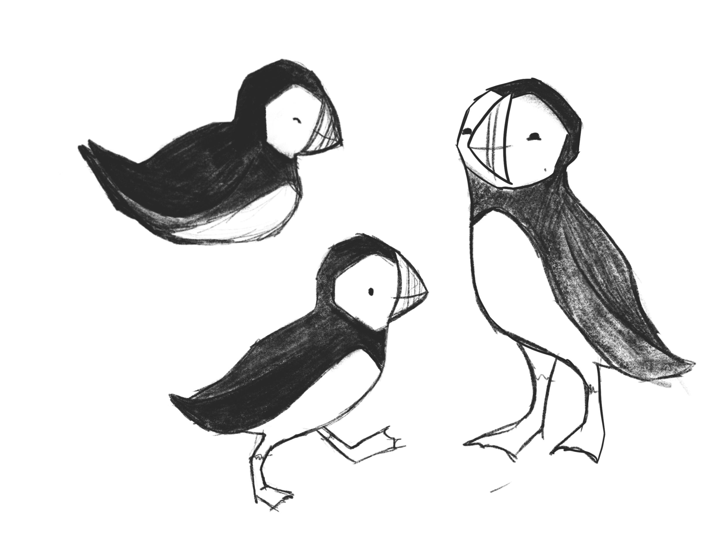 How to make a poster article. Image of puffins drawings