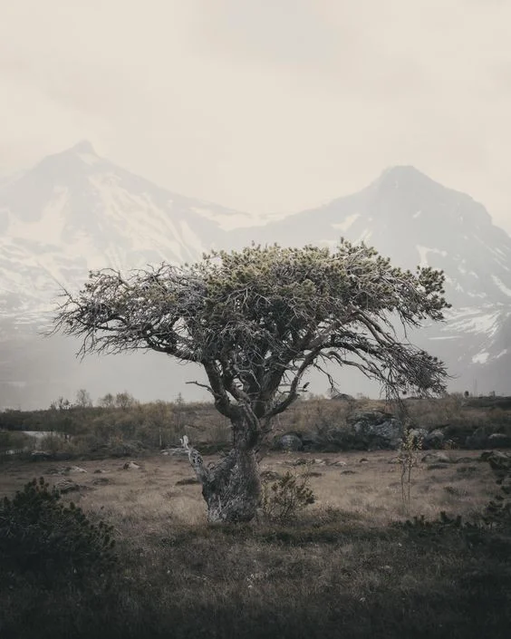 Planting trees article. Image of lone tree.jpg