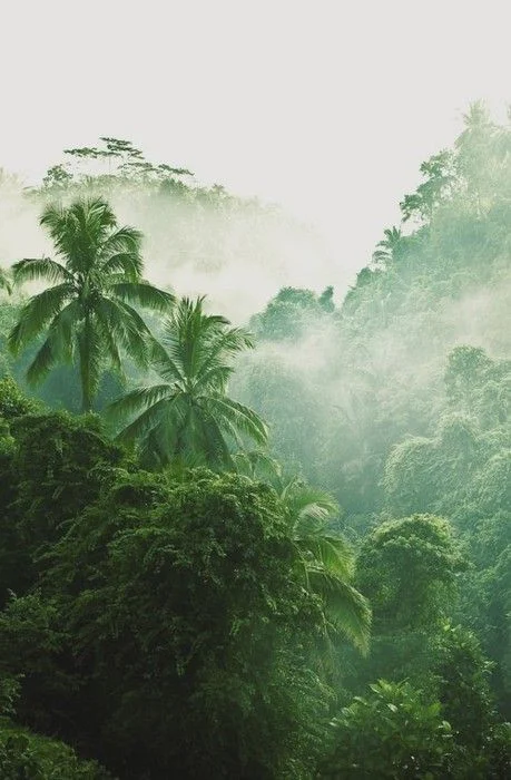 Planting Trees article. Image of trees across rolling hills.jpg