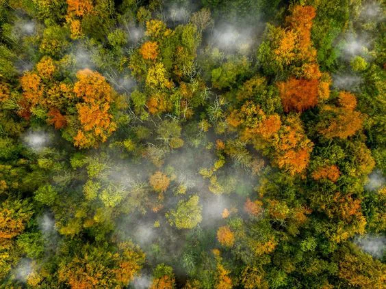 Planting Trees article. Image of forests from above.jpg