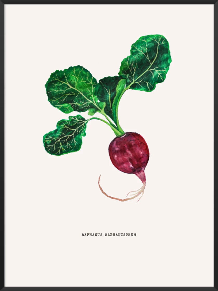 Foods that will save the planet article. Image of Vintage Botanical radish poster