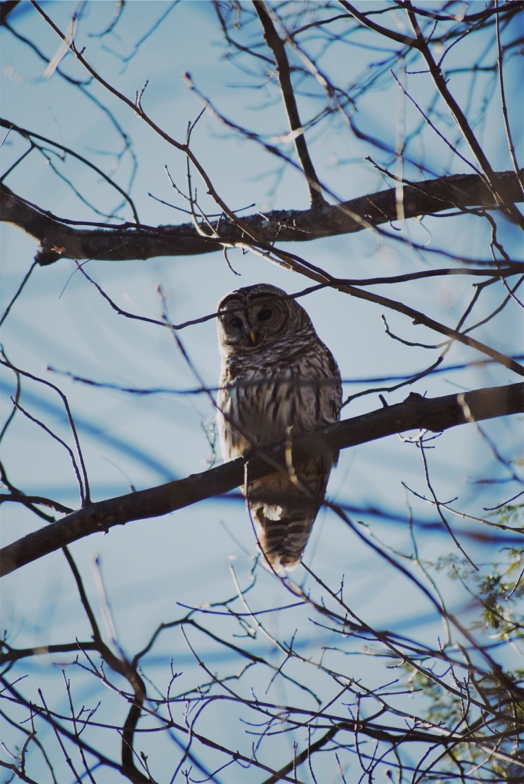 hoot