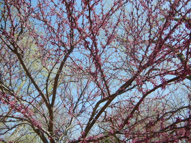 april showers bring...