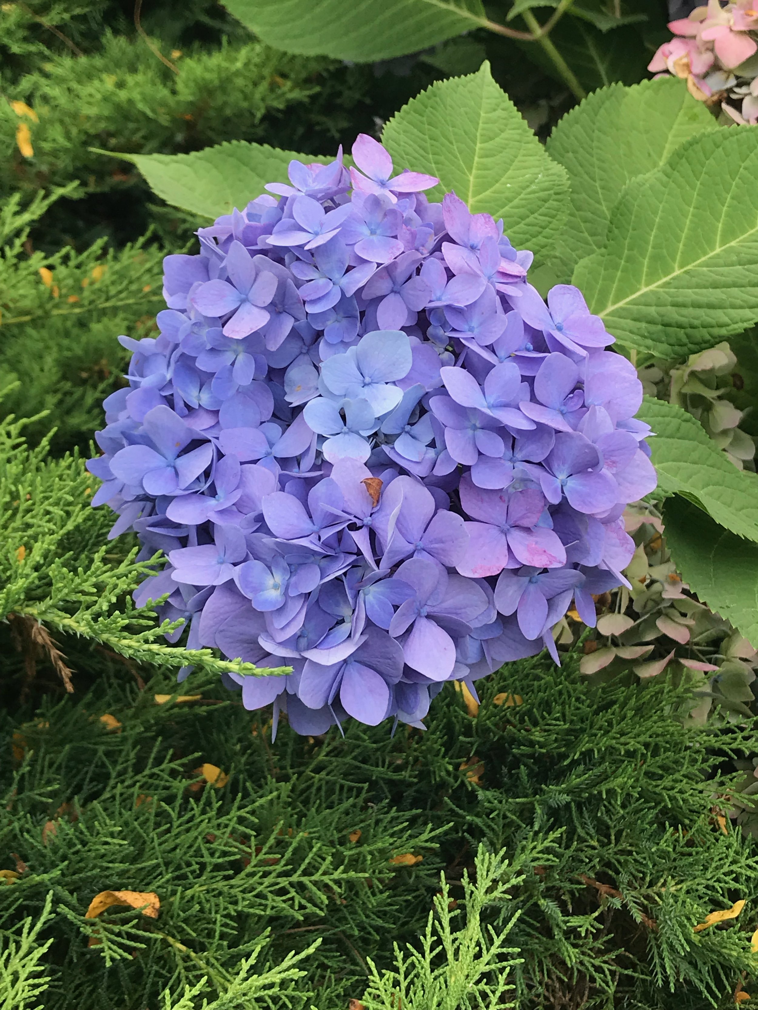 IMG_0048.jpeg